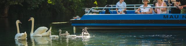 Balade En Barque Eaudyssee Cygnes Famille © Teddy Picaude