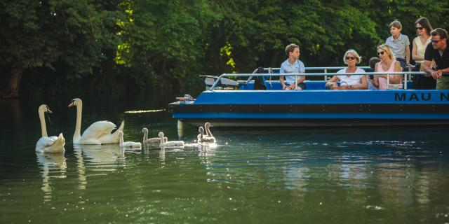 Balade En Barque Eaudyssee Cygnes Famille © Teddy Picaude