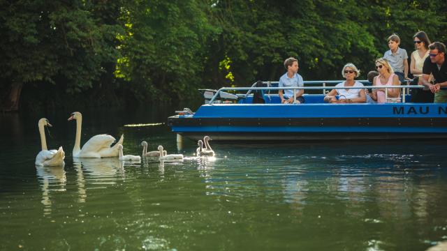 Balade En Barque Eaudyssee Cygnes Famille © Teddy Picaude