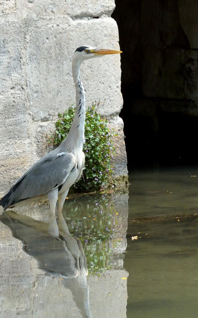 Balade En Barque Eaudyssee Heron Nature © David Billy