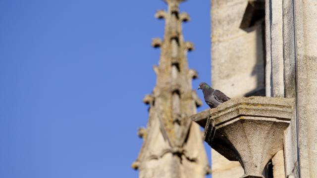 Basilique L Epine Unesco Detail Pigeon © Jean Côme Nicolle