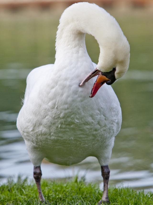 Grand Jard Chalons Cygne Nature Faune © Jean Côme Nicolle