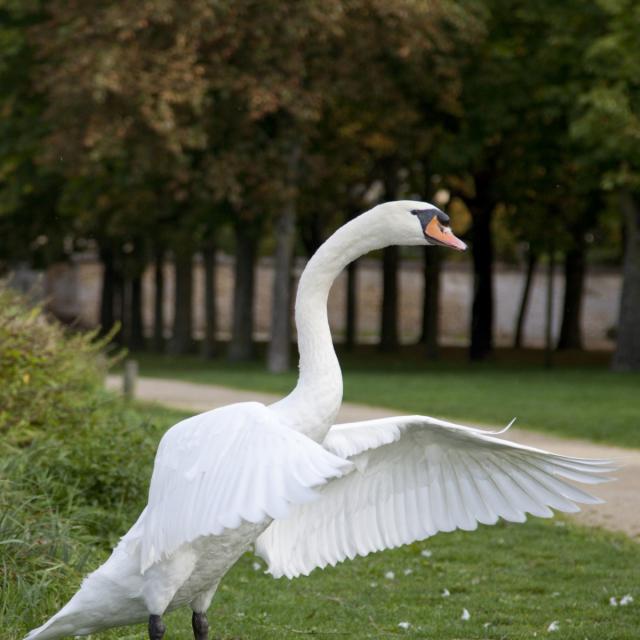 Grand Jard Chalons Envol Cygne Nature © Jean Côme Nicolle