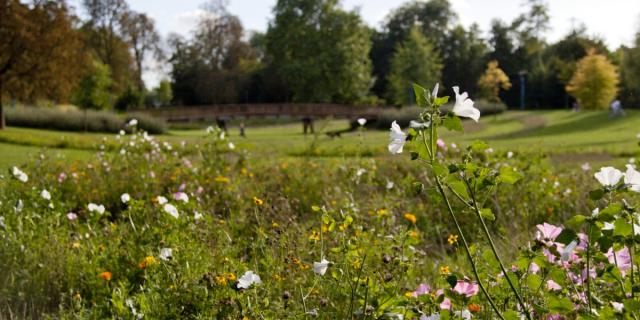 Jard Anglais Chalons Nature Fleurs © Jean Côme Nicolle