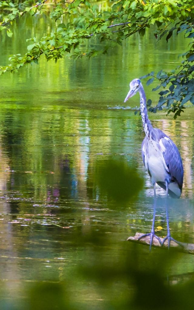 Jard Anglais Heron Nature Chalons © Michel Bister