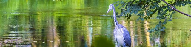 Jard Anglais Heron Nature Chalons © Michel Bister