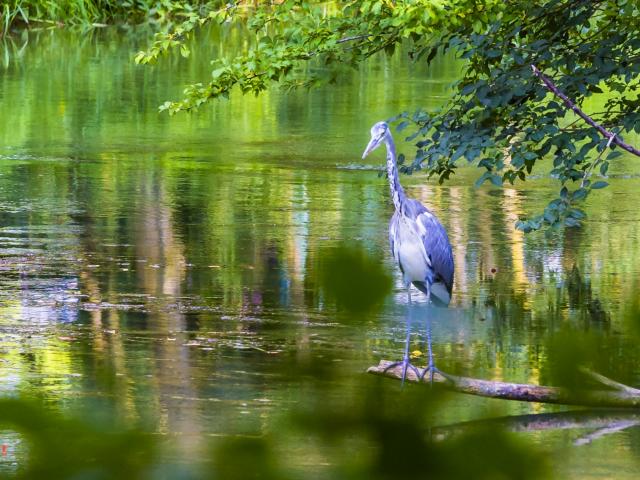 Jard Anglais Heron Nature Chalons © Michel Bister