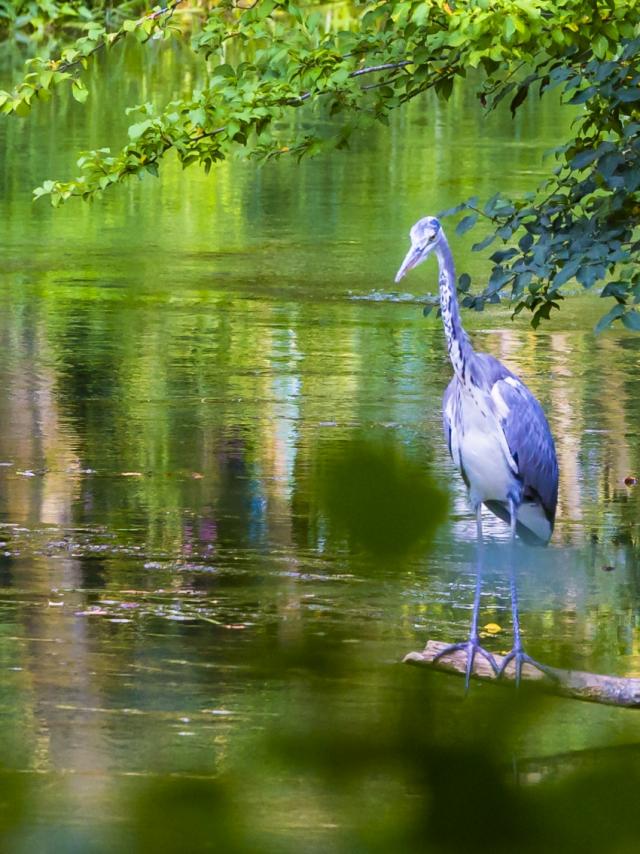 Jard Anglais Heron Nature Chalons © Michel Bister