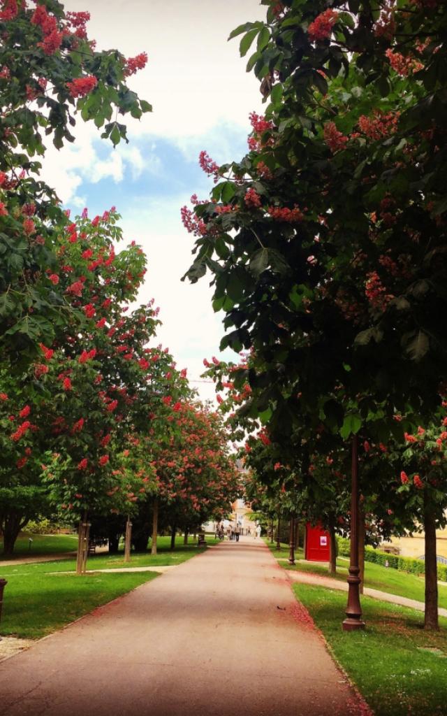 Petit Jard Chalons Arbres En Fleurs © Mathilde Boivin