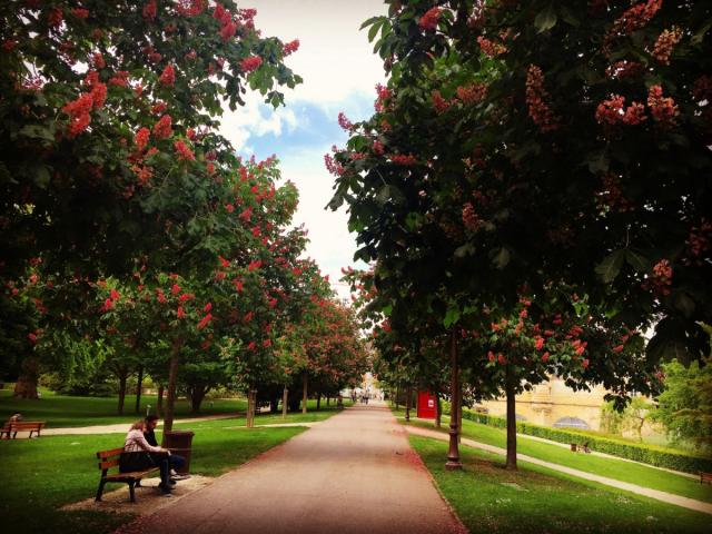 Petit Jard Chalons Arbres En Fleurs © Mathilde Boivin