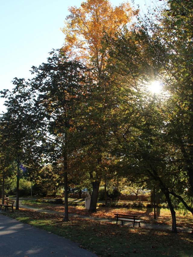 Petit Jard Chalons Feuilles Automne © Mathilde Boivin