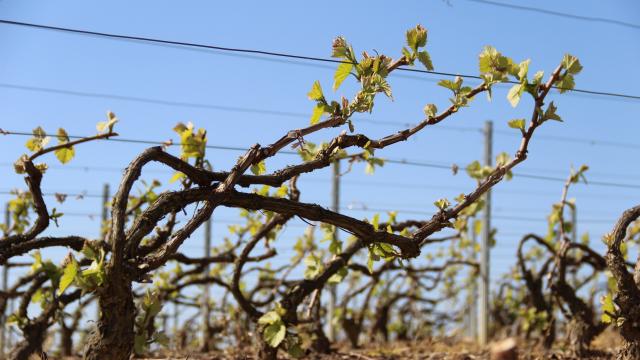 mareuil-sur-ay-vignoble-bourgeons-adt-marne.jpg