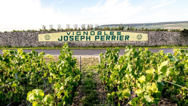 Vignes Champagne Joseph Perrier