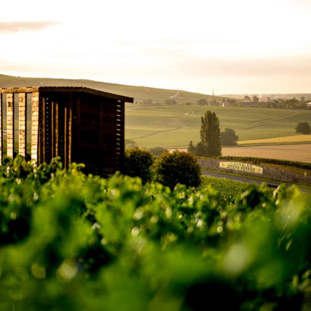 Vignoble Champagne Joseph Perrier Loge De Vigne Sunset