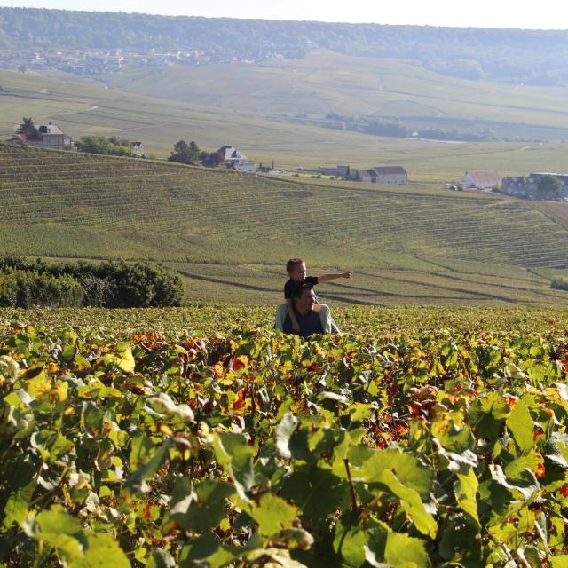 Vignoble Hautvillers Unesco © S. Millot Coll.adt