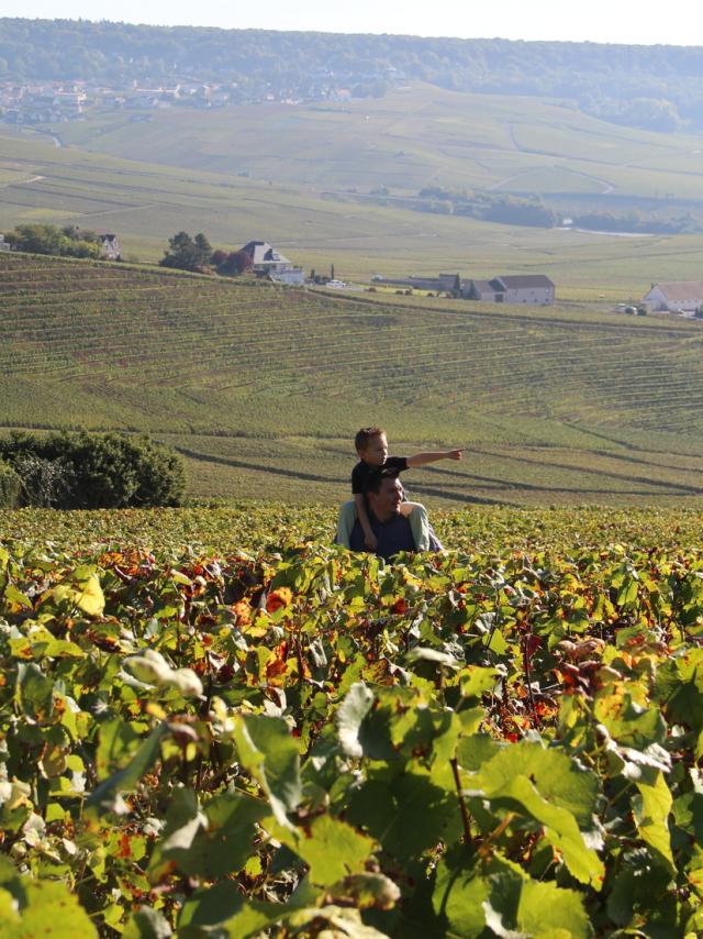 Vignoble Hautvillers Unesco © S. Millot Coll.adt