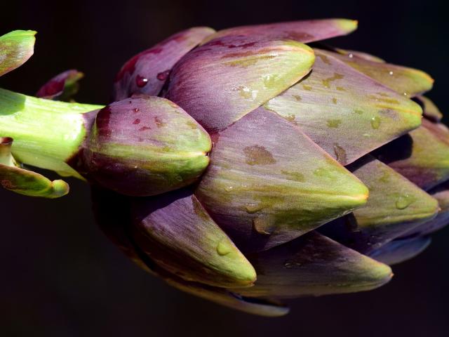 Artichaut Legumes Saison Printemps Avril