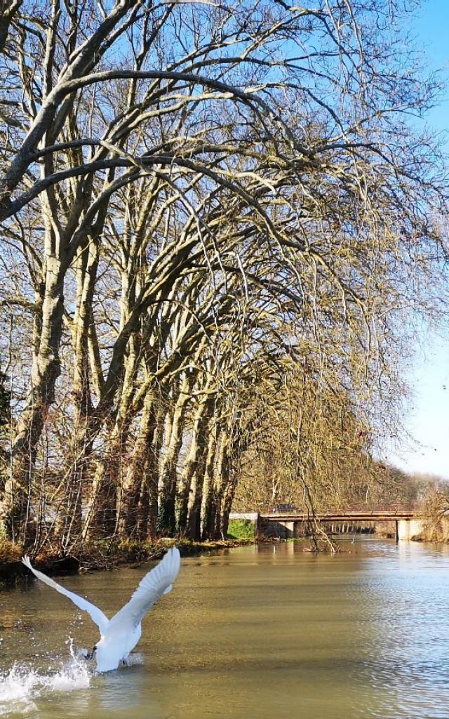 Balade En Barque Epeaupee Envol Cygnes