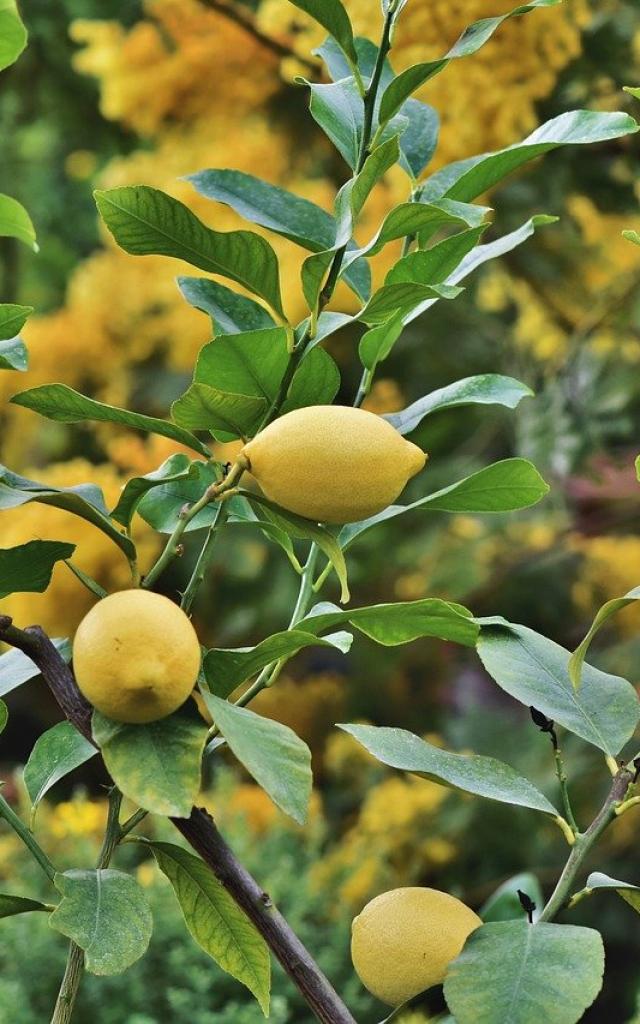 Citrons Mai Fruits Printemps