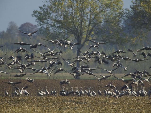 envol-de-grues-cendrees-lac-du-der.jpg