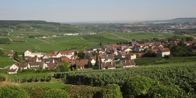 Hautvillers Paysage Vignes