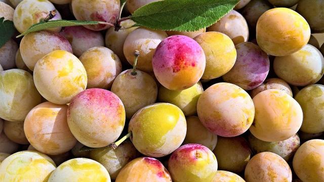 Mirabelles Fruits Saison Septembre