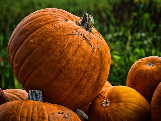 Potiron Legumes Saison Novembre Automne