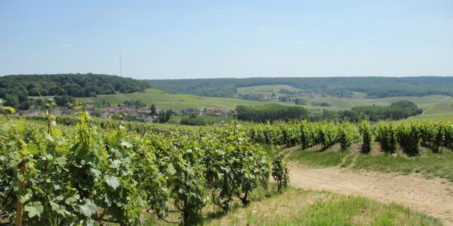 Parc Naturel Regional Montagne De Reims Vignoble