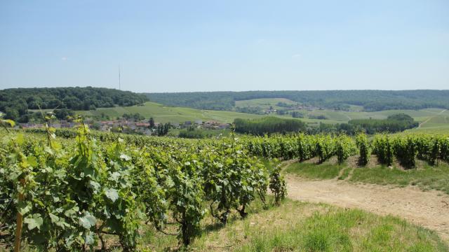 Parc Naturel Regional Montagne De Reims Vignoble