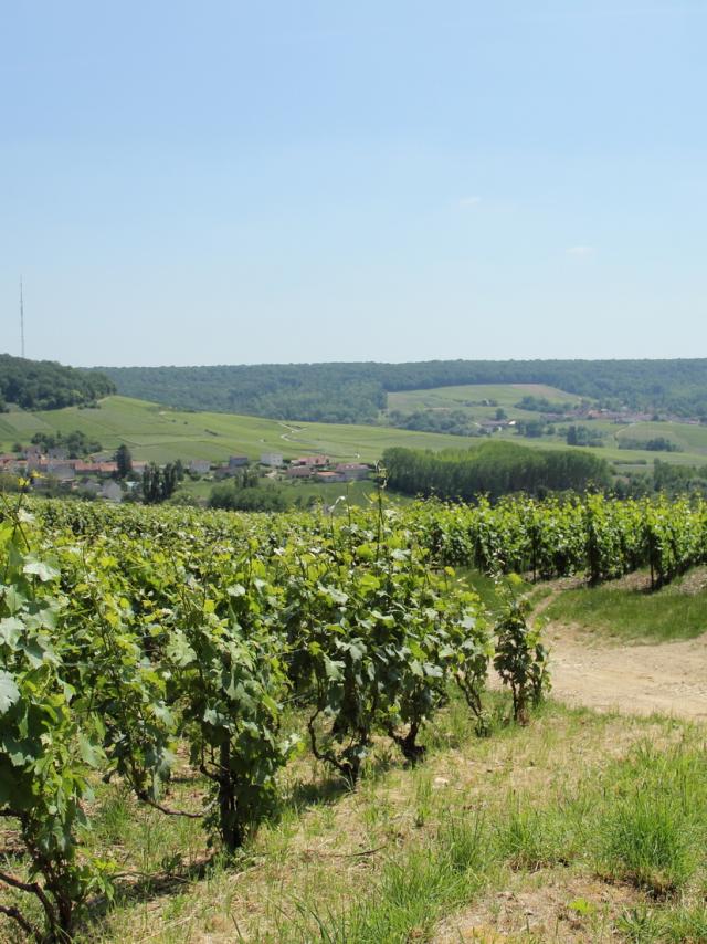 Parc Naturel Regional Montagne De Reims Vignoble