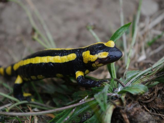 Salamandre Tachetee Domaine De Coolus