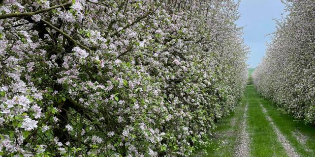 Vergers De Saint Pierre Arbres En Fleurs