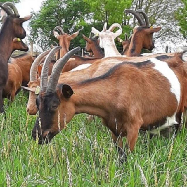 Ferme De L Esperance Chevres