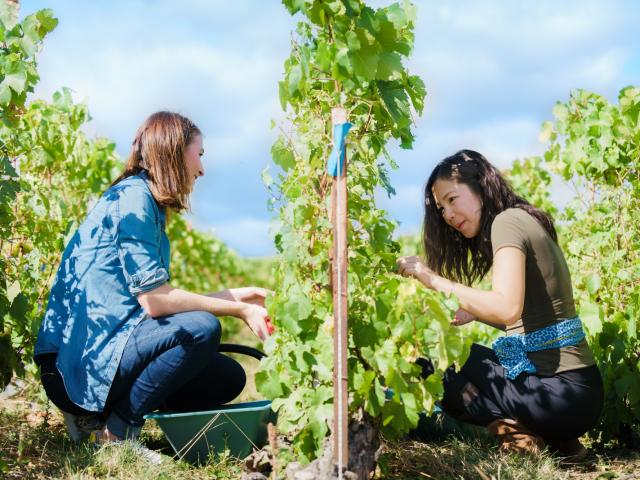 Produit Vendanges (c) Cyrille Beudot (10)