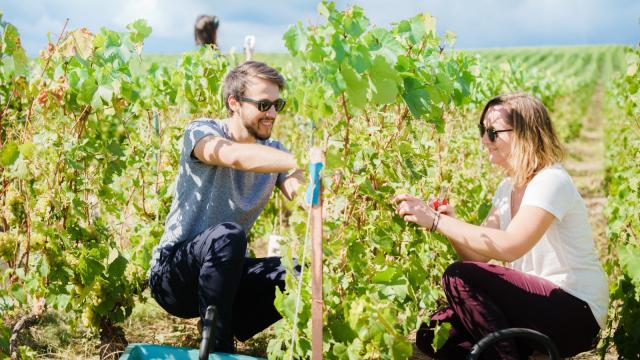 Produit Vendanges (c) Cyrille Beudot (12) (1)